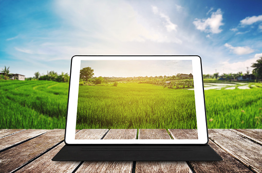 Digital tablet on wooden texture, at agricultural green field in sunrise