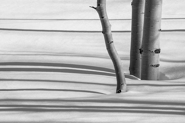 The Shadows of Winter Aspens in the Snow The afternoon winter sun is casting shadows of the aspen trees on the hillside of snow in the Colorado Rocky Mountains aspen tree grove tree stand stock pictures, royalty-free photos & images
