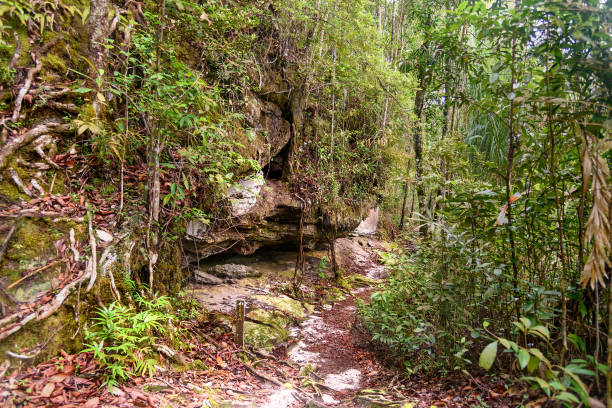 istock Trail in the rainforest at Bako National Park 624184174