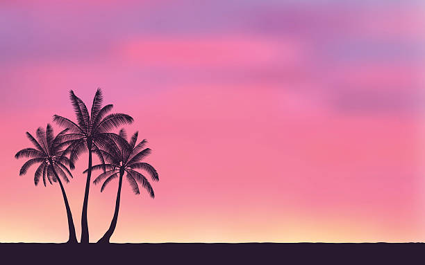 Coconut Tree Shadow Illustrations, Royalty-Free Vector Graphics & Clip ...