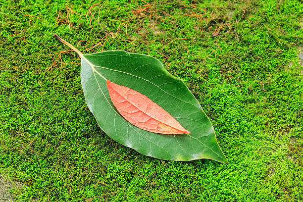 istock Autumn leaves on the green moss 624184730