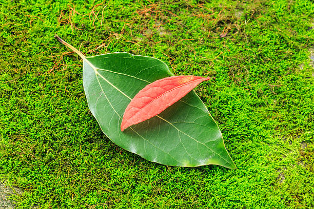 istock Autumn leaves on the green moss 624184798