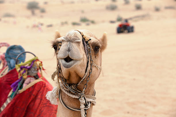 Arabian camel in the desert Head shot of an arabian camel in the desert near Dubai with a quad in the background. desert safari stock pictures, royalty-free photos & images