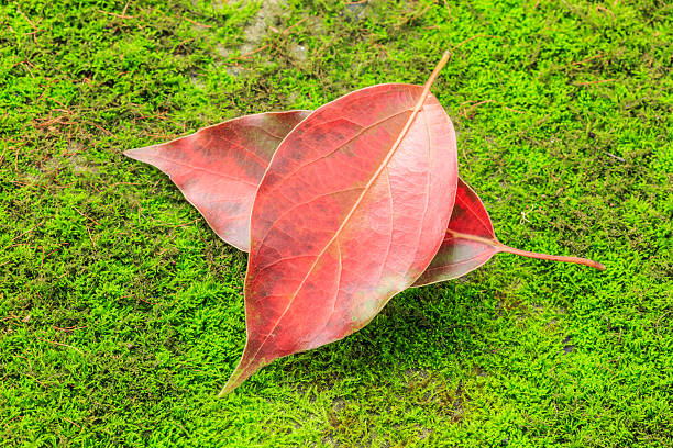 istock Autumn leaves on the green moss 624185404