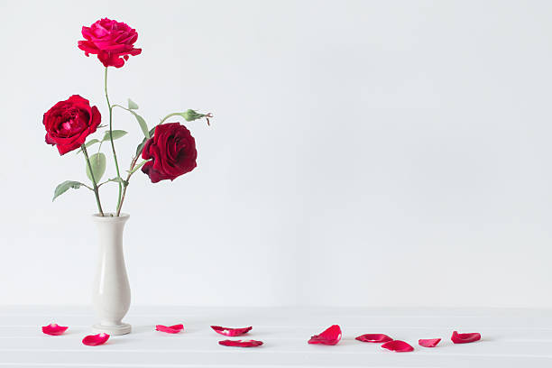 still life of red rose in vase stock photo