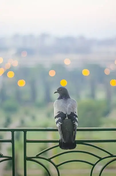 Photo of Bird with bokeh background