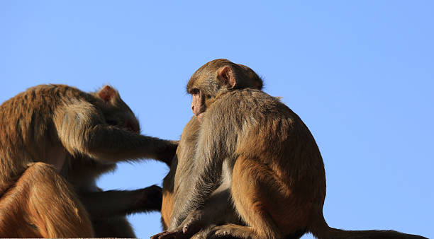 istock Monkey picking lice in Swayambhunath, Kathmandu, Nepal, 624196008