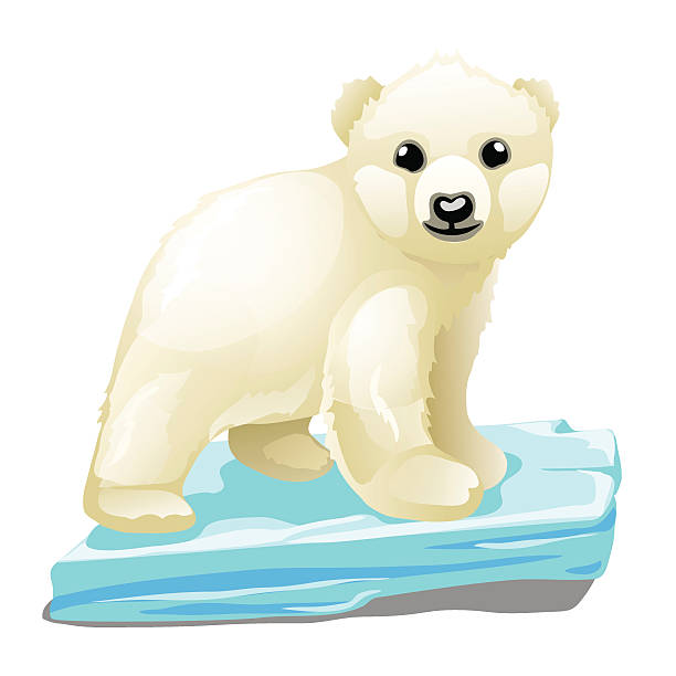 kleiner eisbär auf eisscholle, tier isoliert - polar bear young animal isolated cub stock-grafiken, -clipart, -cartoons und -symbole