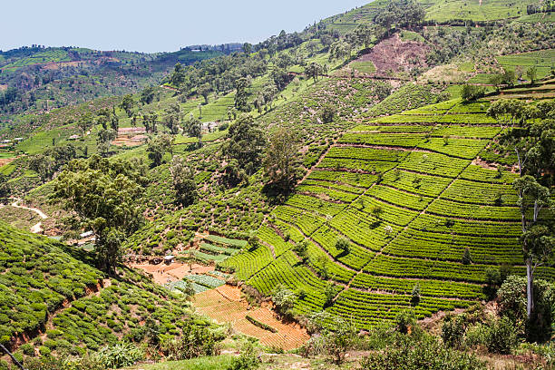 istock green tee terraces in the highland from Sri Lanka 624206562