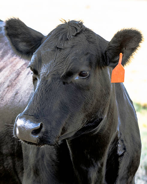 istock Angus cow head close up 624207658