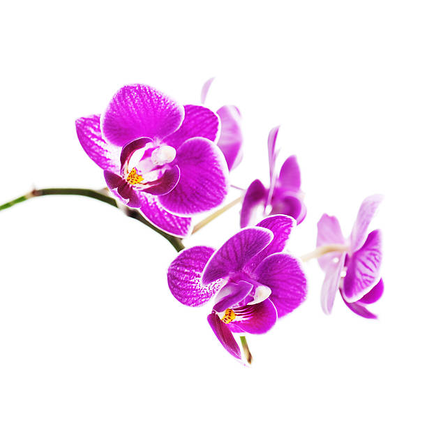 istock Rare purple orchid isolated on white background. 624208062