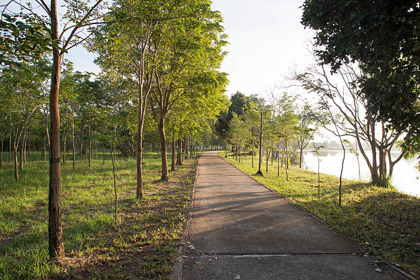 istock landscape of straight road under the trees road tree 624208072