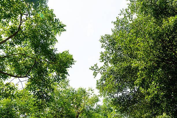 istock The leaves on the trees 624208142
