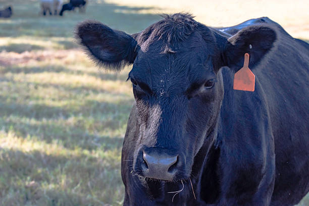 istock close up of black Angus cow 624208344