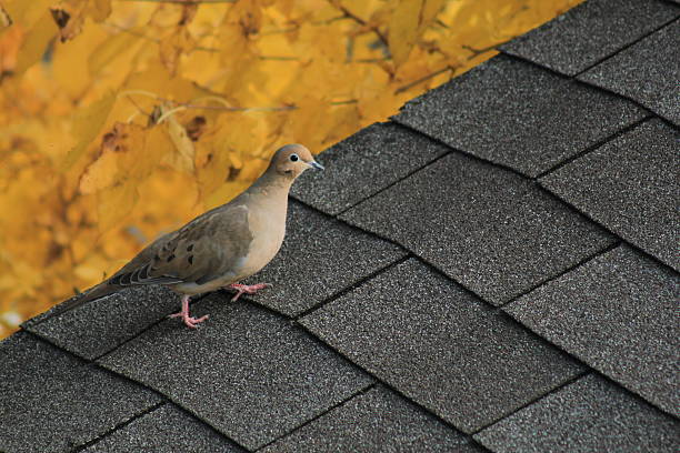 roof, roof of red tiles, dirty, with two pigeons perched on it, and exposed brick wall, clear sky