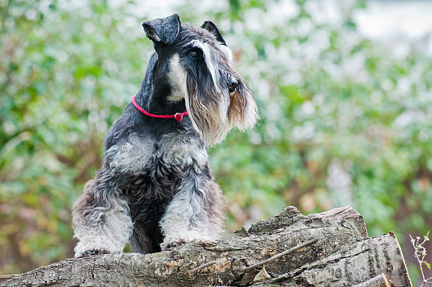 istock Miniature schnauzer sitting on stump 624208714