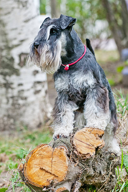 istock Miniature schnauzer sitting on stump 624208944