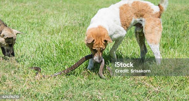 Dog Fighting With Snakes Stock Photo - Download Image Now - Dog, Snake, Fighting