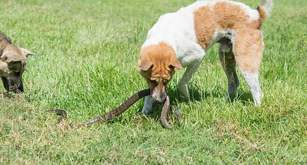 Photo of dog fighting with  snakes
