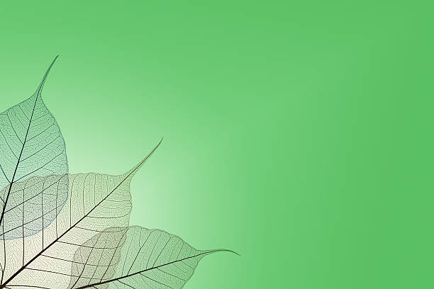 istock transparent leaves - nature background 624214974