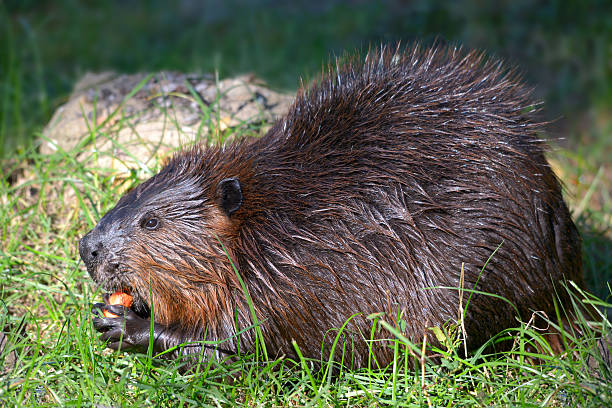 istock North American Beaver eating vegetable 624216142