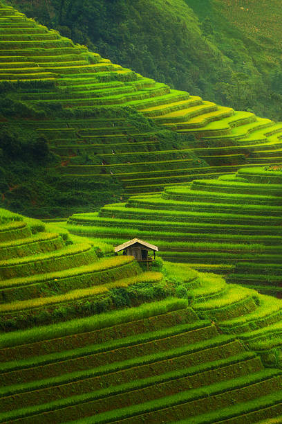 arroz campo terraplenado en mu cang chai, vietnam - tierra cultivada fotografías e imágenes de stock