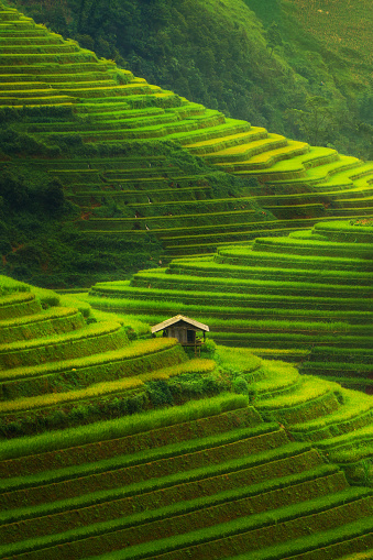 The rice terraces of Tegallalang, Bali, Indonesia located near the town of Ubud