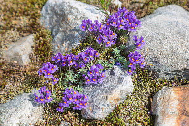istock Alpine linseed at Steinsee in Switzerland 624224116