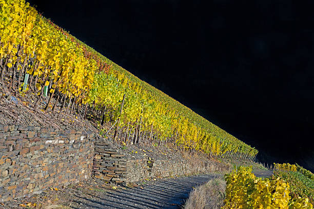 vinha no outono - trockenmauer imagens e fotografias de stock