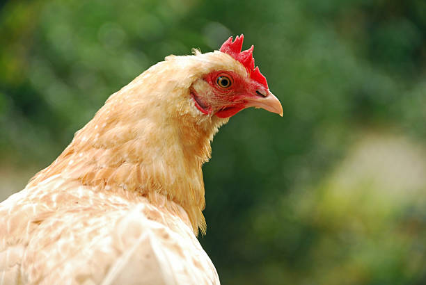istock New Hampshire Chicken looking Over Shoulder. 624225284
