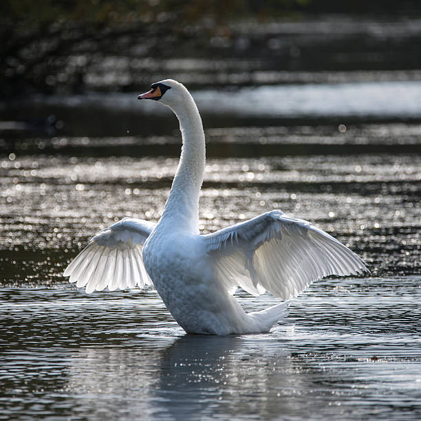 wdzięku piękny niemy łabędź cygnus olor rozciąga skrzydła na - sunlgiht zdjęcia i obrazy z banku zdjęć