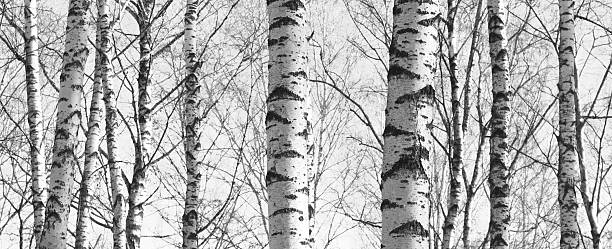 istock birch forest, black-white photo, beautiful panorama 624226508