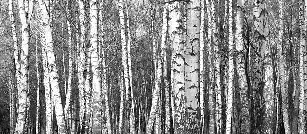 istock birch forest, black-white photo, beautiful panorama 624226836