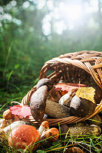 istock harvest brown cap boletus in a basket 624248622