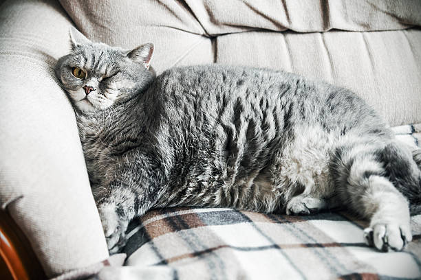 istock British fat cat lounging on the sofa asleep 624248766