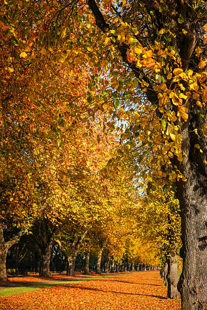 istock Autumn tree and leaf vertical vista. 624249060