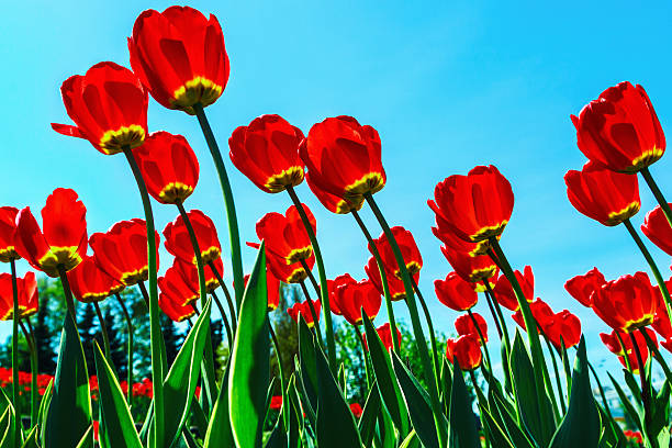 istock red tulips in the morning sun 624249306
