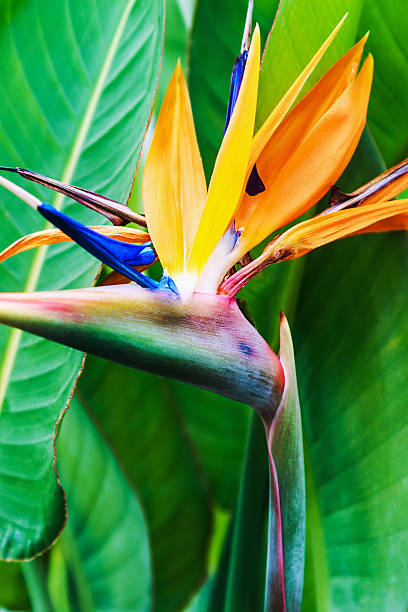 istock Strelitzia Reginae flower closeup 624249436
