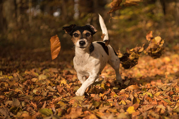 istock Dog running through the forest in autumn 624249774