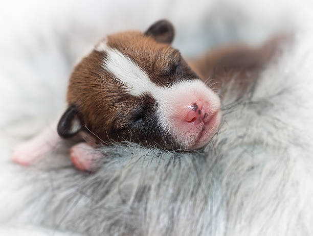 istock cute dog puppy basenji 624250302