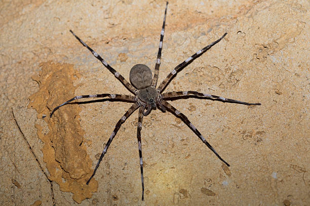 istock Zebra spider Viridasius fasciatus 624251670