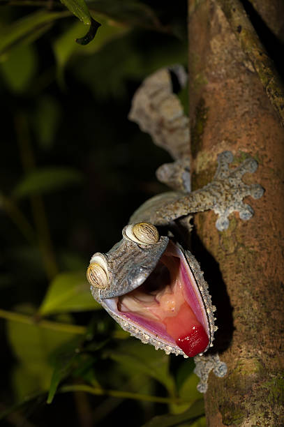 These reptiles come from New Caledonia in the south west Pacific. Their latin name is Rhacodactylus auriculatus.