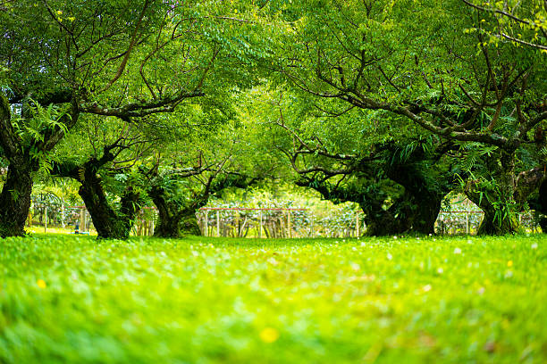 Japanese apricot tree garden. Soft focus. Low depth of field.