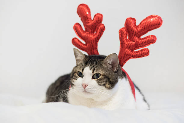 istock Funny christmas reindeer reindeer cat, lying on a blanket. 624262466