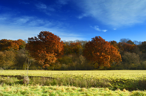 Autumn scene of trees and sky and field in Broadbridge Heath, West Sussex, UK