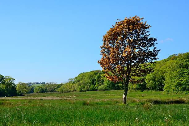istock Killarney National Park, County Kerry, Ireland 624265222