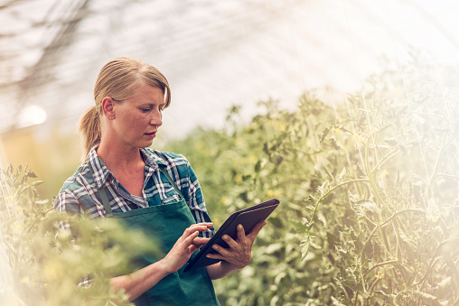 Female gardener with digital tablet in a  greenhouse looking for agricultural advice on internet, copy space.