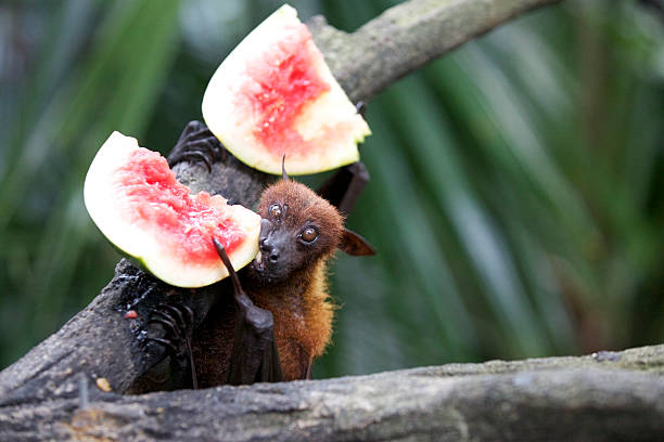 Beats Bat eating fruit  fruit bat stock pictures, royalty-free photos & images
