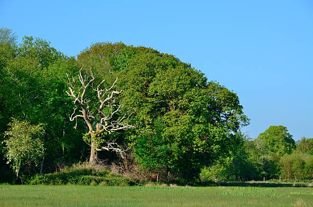 istock Killarney National Park, County Kerry, Ireland 624267020