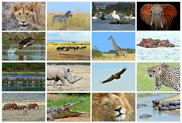 istock Collage fauna of Kenya 624267236